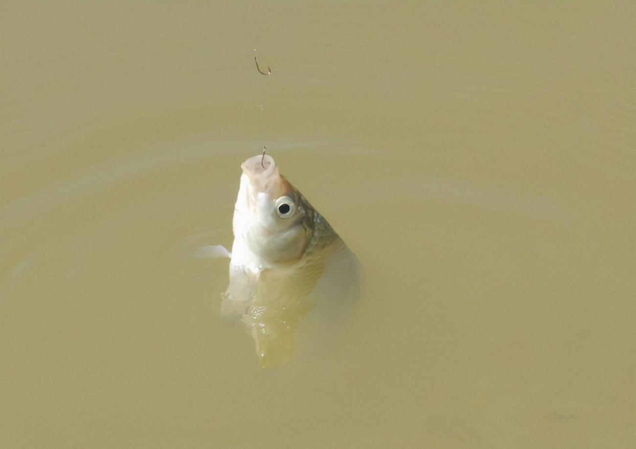 钓组的主线和子线,搭配起来并不难,参照这几条,保证不切线