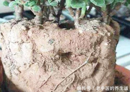 桔子皮水养花效果好,但有些花不能随便浇!