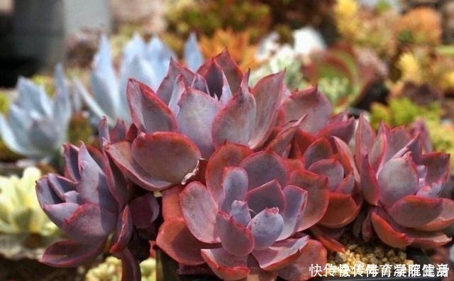 入夏 多肉断水还是不断肉肉进入休眠期后 要有这种浇水意识 粉紫色 入夏 多肉断水还是不断肉肉进入休眠期后 要有这种浇水意识 粉紫色