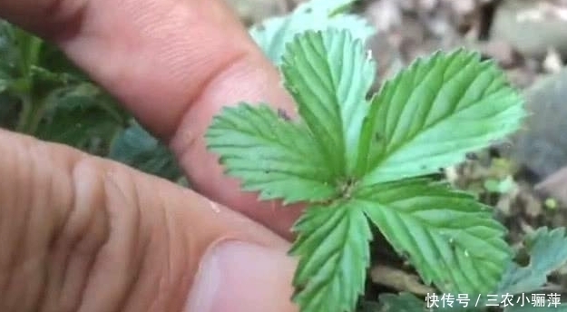 中年|个头矮小, 还看似不起眼, 却是“刀伤”的良药, 见到请珍惜