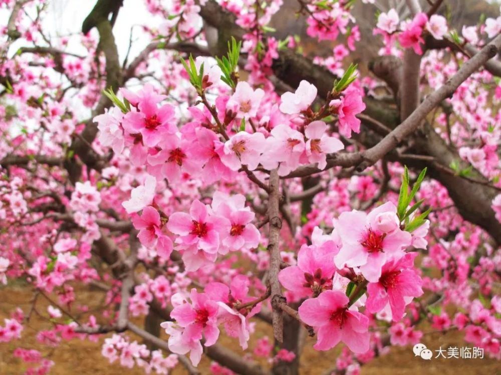 桃花|一树桃花入梦来