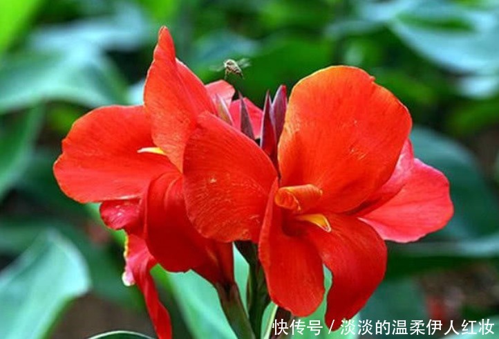 夏天最适合养4种花,花朵硕大、花香四溢飘满屋,美爆了