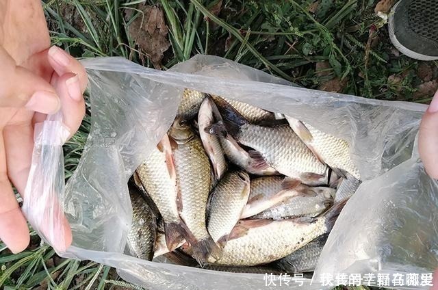 麦粒|3种麦粒鱼饵制作方法分享,想学的别错过