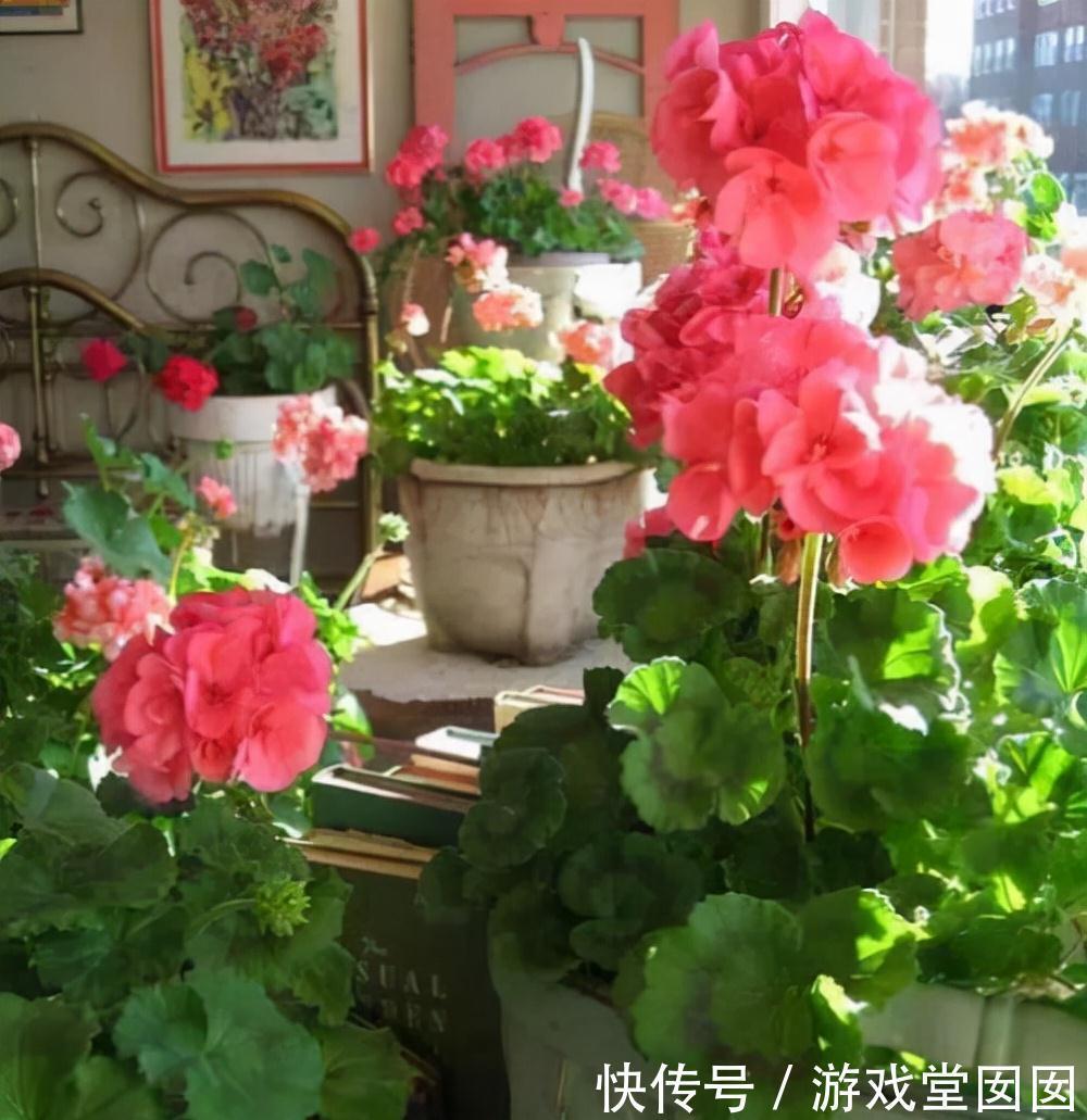 有5种花很矫情,淋雨分分钟烂给你看,能养好的都是大神