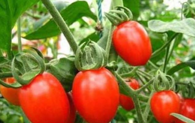 皱纹|女性不想皱纹爬满脸,每天当零食吃,大肚腩不见了,皮肤更水嫩!