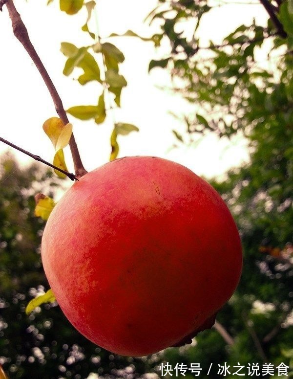 女人|冬天到了,女人多吃以下食物,有清热解毒、祛湿止带功效