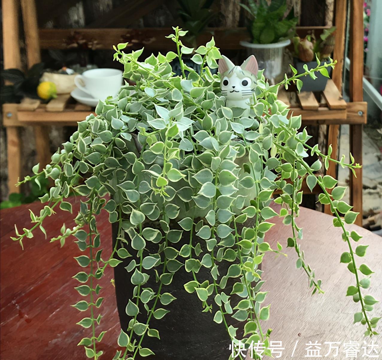 窗帘|五种多肉,倒吊着,枝条流出花盆,一道“肉窗帘”