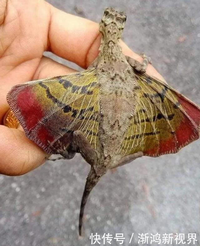 24张“活久见”生物照,仿佛来自另一个星球