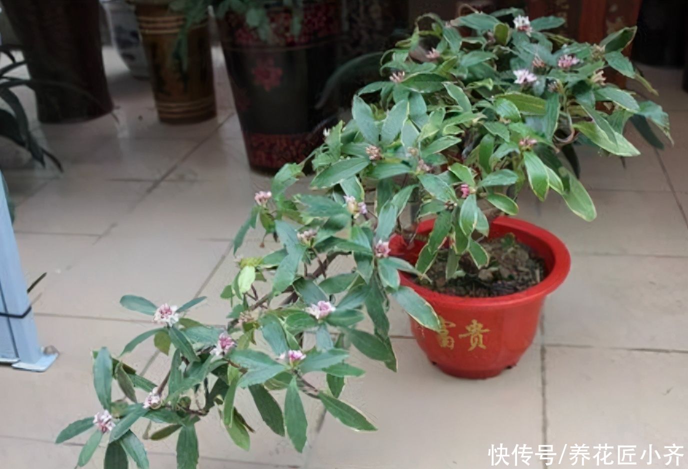 养金边瑞香，要重视5个“问题”，做好了花开满盆，叶子油绿