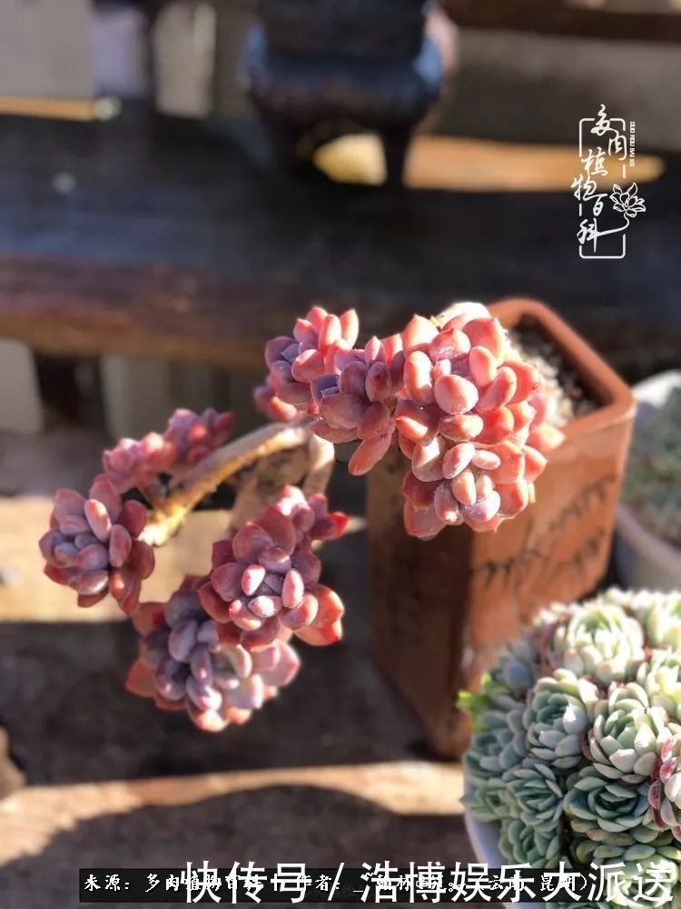 挂区|因为多肉，背井离乡来到开挂区，多肉变好看，小伙变大叔！