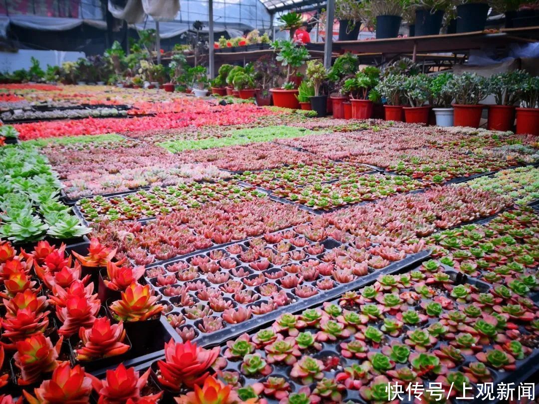  市场|来浦南这个市场，把喜庆带回家