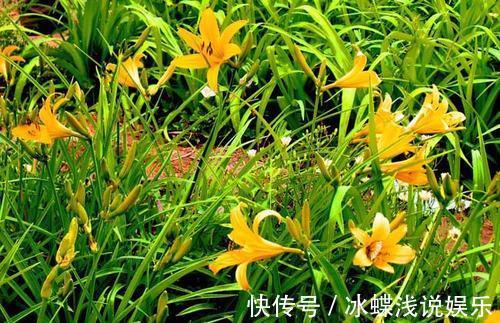 被名字耽误的8种花,好养好看开花惊艳,你最喜欢哪种?