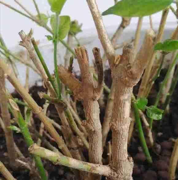 茉莉花开败后,这样剪,再施点“猛肥”,新芽不断冒,开花一茬茬