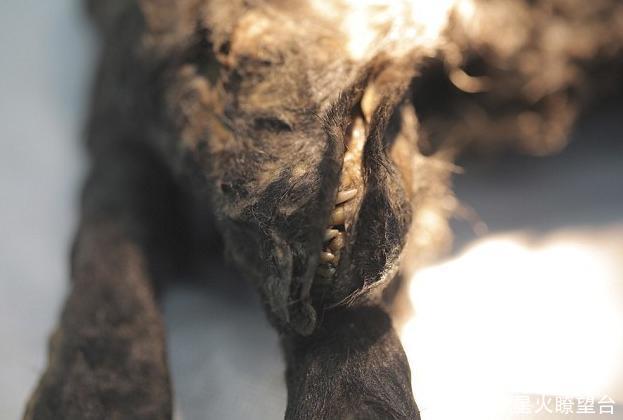 化石|伐木工人在山中伐树,切开树干后傻了,树中竟藏着“狗化石”!