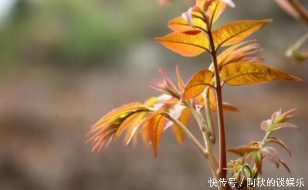 俗语“香椿过房,主人恐伤”,有啥忌讳?香椿树不能在院子种吗?