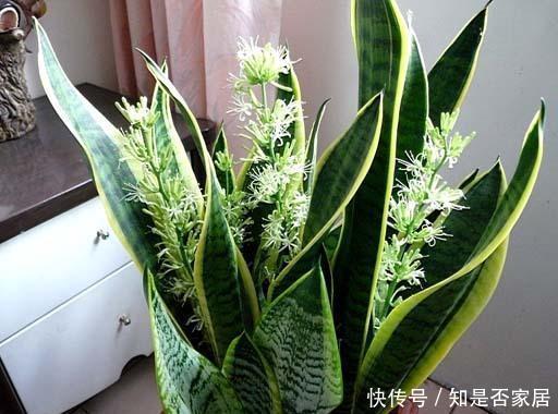 4种花要穷养,种在沙土中最好,花友:谁都能养活