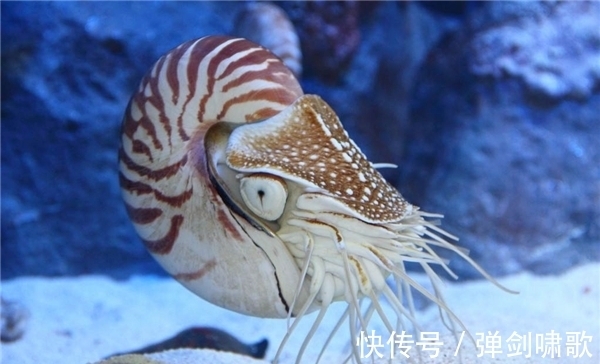 酒具!古墓中出土一杯酒,杯中的酒怎么喝都喝不完,X光一照才发现原因