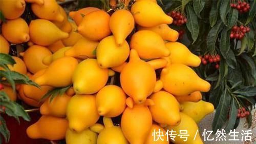 紫苏|每天晚上坚持吃3种食物，排毒养颜、延缓衰老，谁吃谁受益！