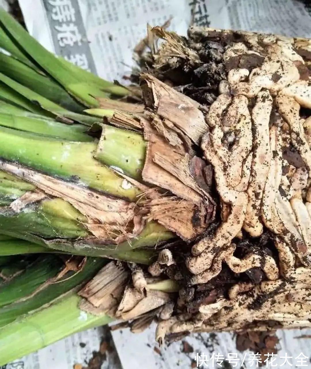 养花大棚倒闭,“贵货花”路边扔了一地,后悔没带个大麻袋