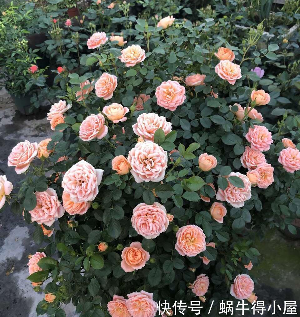 淘米水中加点“料”,成为“万能水”,养花浇一点,啥花都旺