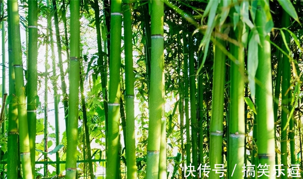 风水!坟边长竹须迁坟,坟前两物成富人,“两物”是什么?