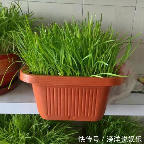 盆栽韭菜怎么养土里加点“料”,叶子宽又绿,采收一茬又一茬