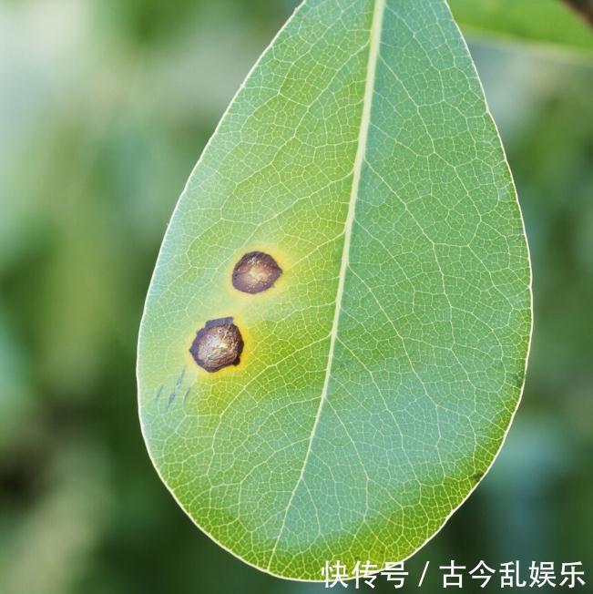 虫害|家里的花草爱生虫生病？盘点养花常用药，不再白花钱