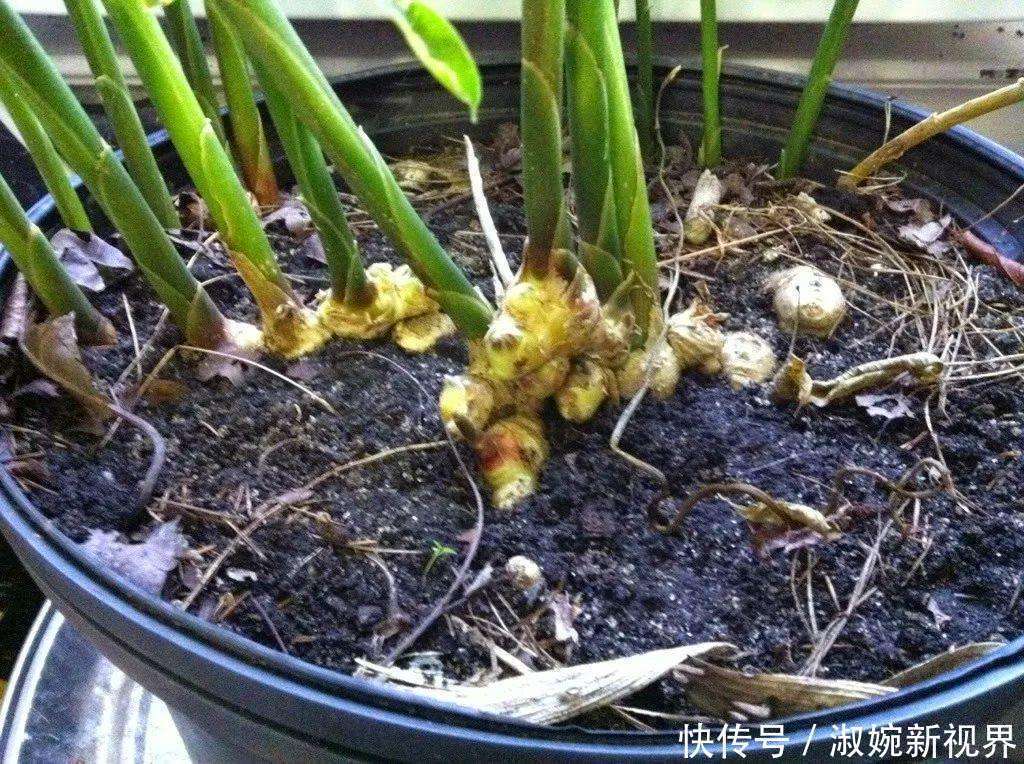 花花|别再买生姜了,拿一块埋土里,嗖嗖长出一大堆!