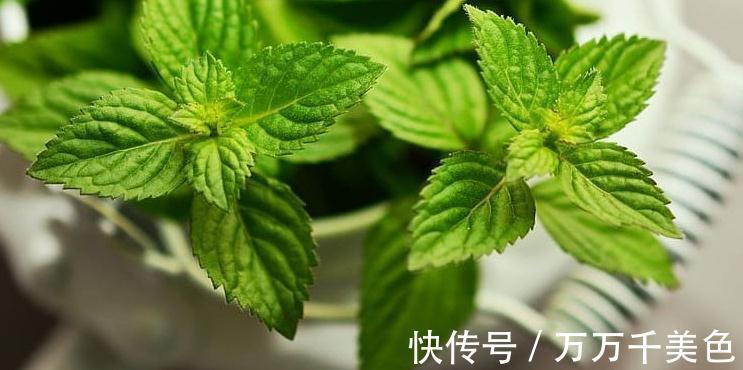 湿润|薄荷调味又养眼，阳台种1盆，新叶蹭蹭长