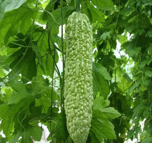 好吃又|女性养生,常吃3种食物,营养丰富,延缓衰老,好吃又不贵