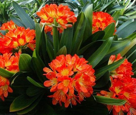 君子兰不冒花，直接“一刀切”，花箭钻出叶，花开“年年红”