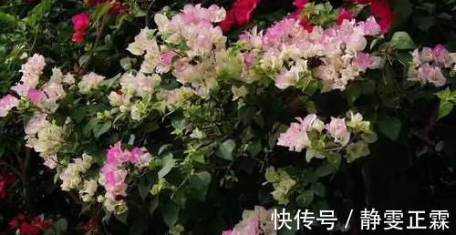 打蕾|养花却不开花?学会这一招,立马开花爆盆给你看!