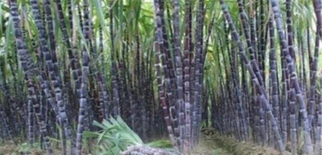 买甘蔗不要傻的再往粗了挑了!看准这三个部位,一挑一个准