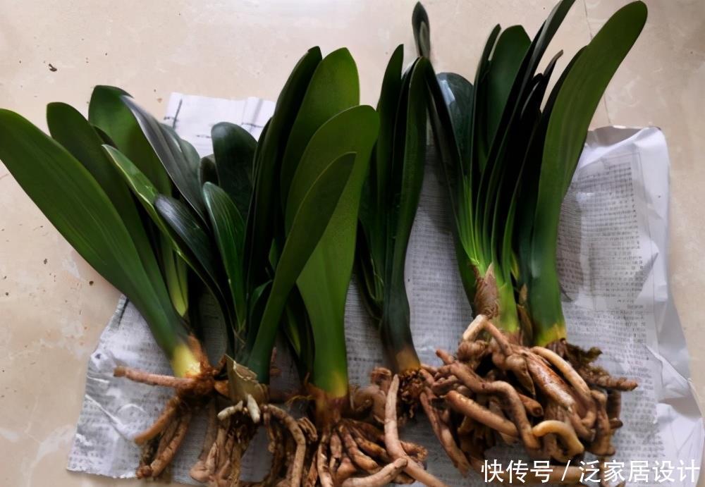翻倍|5月养君子兰，掌握几个要点，叶子挺拔油绿，来年花量翻倍