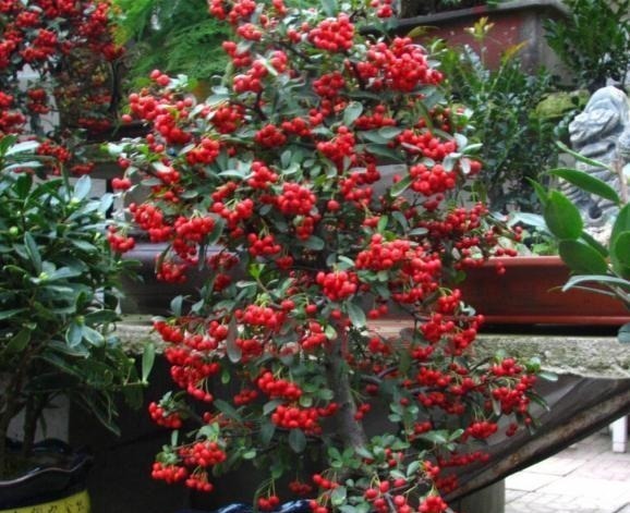 富贵人家爱摆“6种花”,不仅外形美,还越养越值钱,再贵也要买!