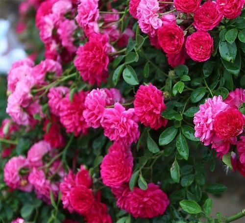 院子|有院子的花友不要错过此花,花色鲜艳,浓香四溢,一年就开成花墙