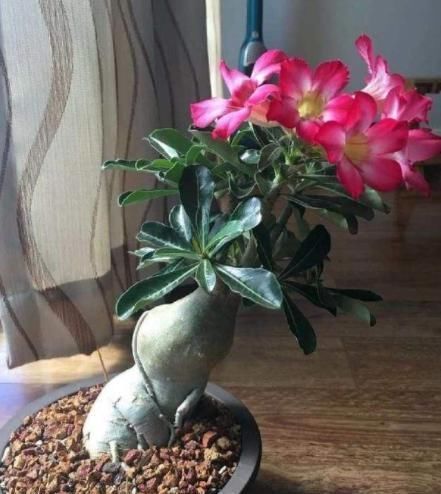 适合懒人养的“怪花”,1个月不浇水,反而还开花更猛了