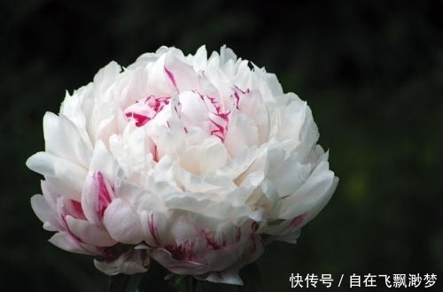 景点|芍药花开的季节,有哪些景点可以看到?芍药的寓意!