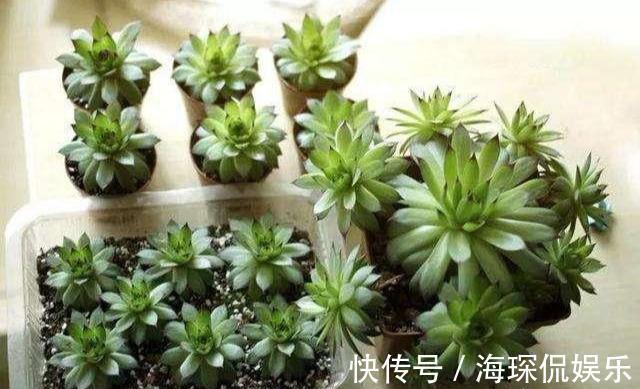 侧芽|多肉观音莲,3个“误区”要避开,从不“穿裙子”,一圈小莲花