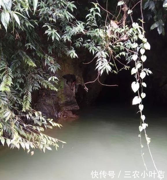 深山|深山溶洞钓鱼, 全是奇葩鱼类, 你见过这些鱼吗