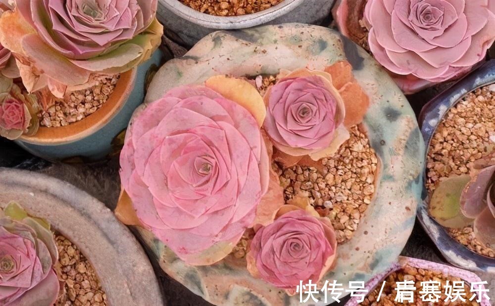 品种|张大哥养肉10多年,总结出4个“耐热品种”,肉迷都喜欢