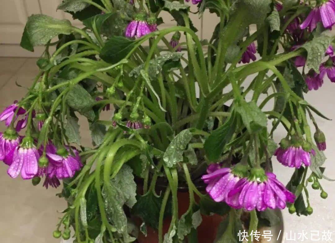 入夏|入夏后,5种花是“大水牛”,2天不给喝水就蔫给你看