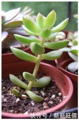 秋天|多肉养徒了现在赶紧剪1剪,秋天变成“小胖墩”