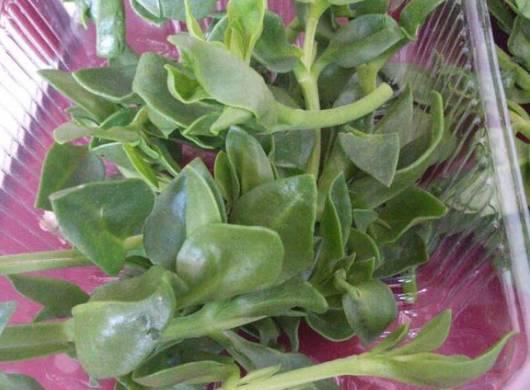 盆栽牡丹吊兰,2种养法,勤人“养成菜”,懒人“花爆盆”