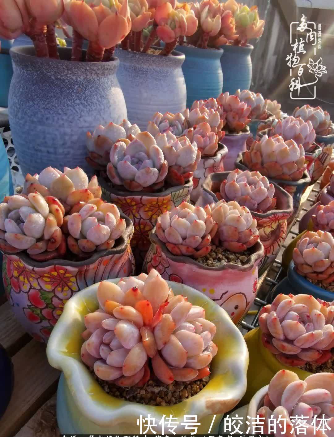 百度|我与多肉那些不得不说的故事!