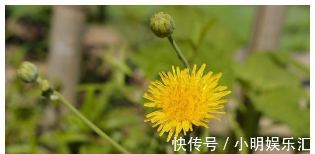 采摘|长在路边的20种杂草可以当作野菜食用，你认识几种？