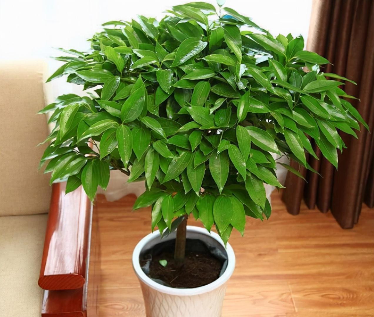玉树|客厅见树,家业稳固,适合客厅养的8种树,大气美观,增添幸福感