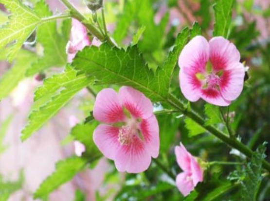 王大叔养的这盆栽,1年365天都开花,花团锦簇好看极了,好养活