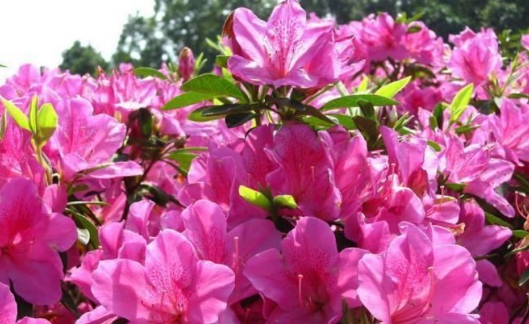 养护|春天就养5种花,好养又漂亮,花团锦簇,人见人爱!