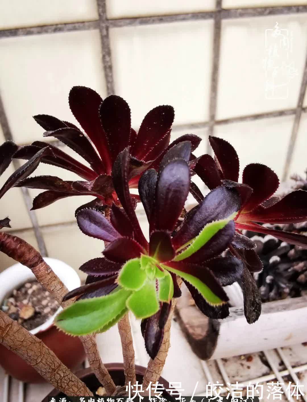 广东的冬天是多肉的春天,时间是最好的魔法师!